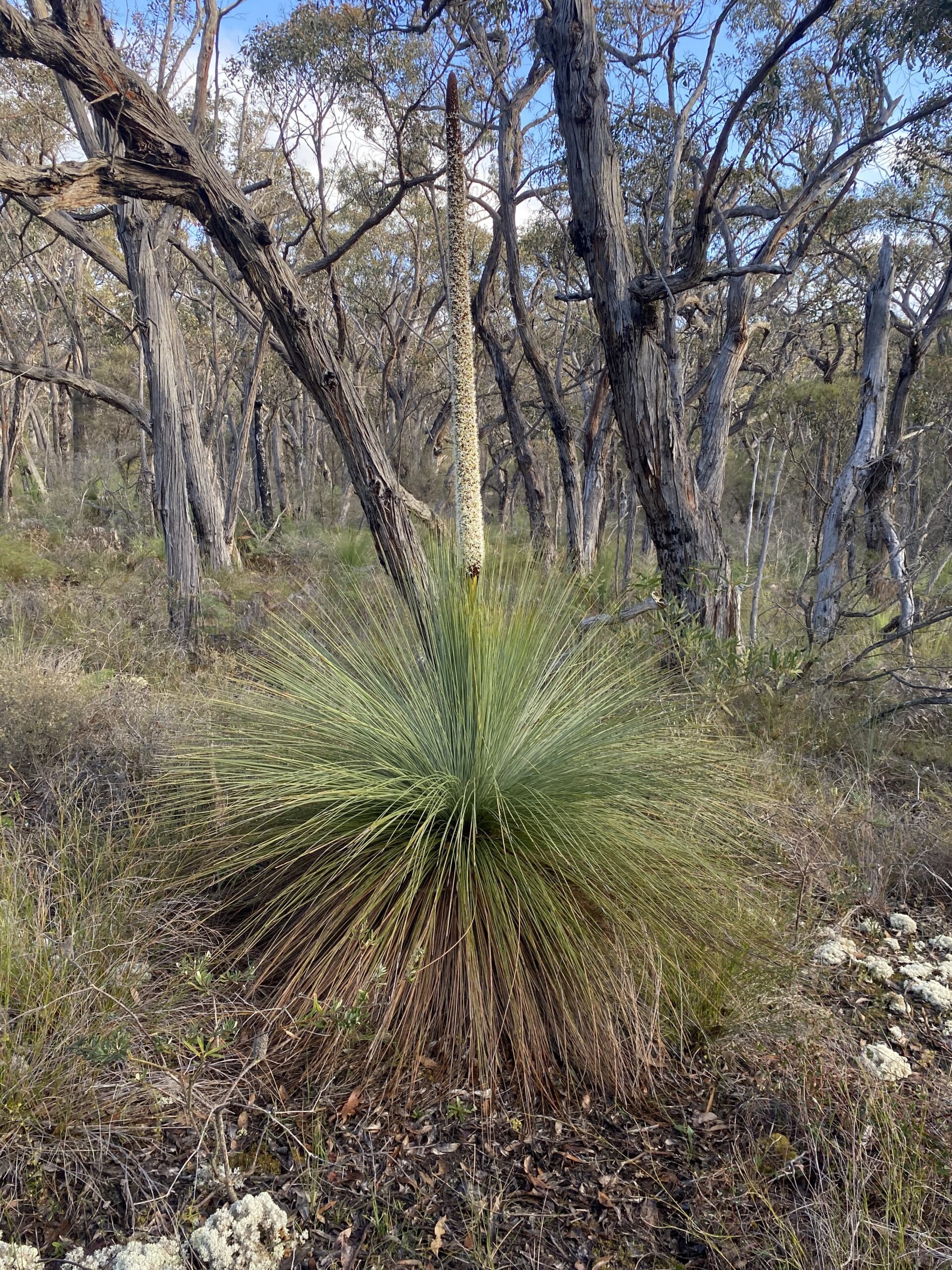 In Dreams Begins Responsibility: Individuation and the Autochthonous Self